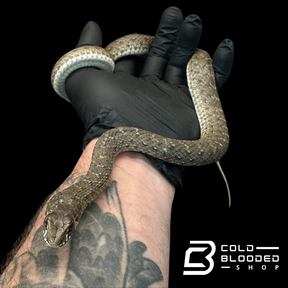 Montpellier Snakes - Malpolon monspessulanus