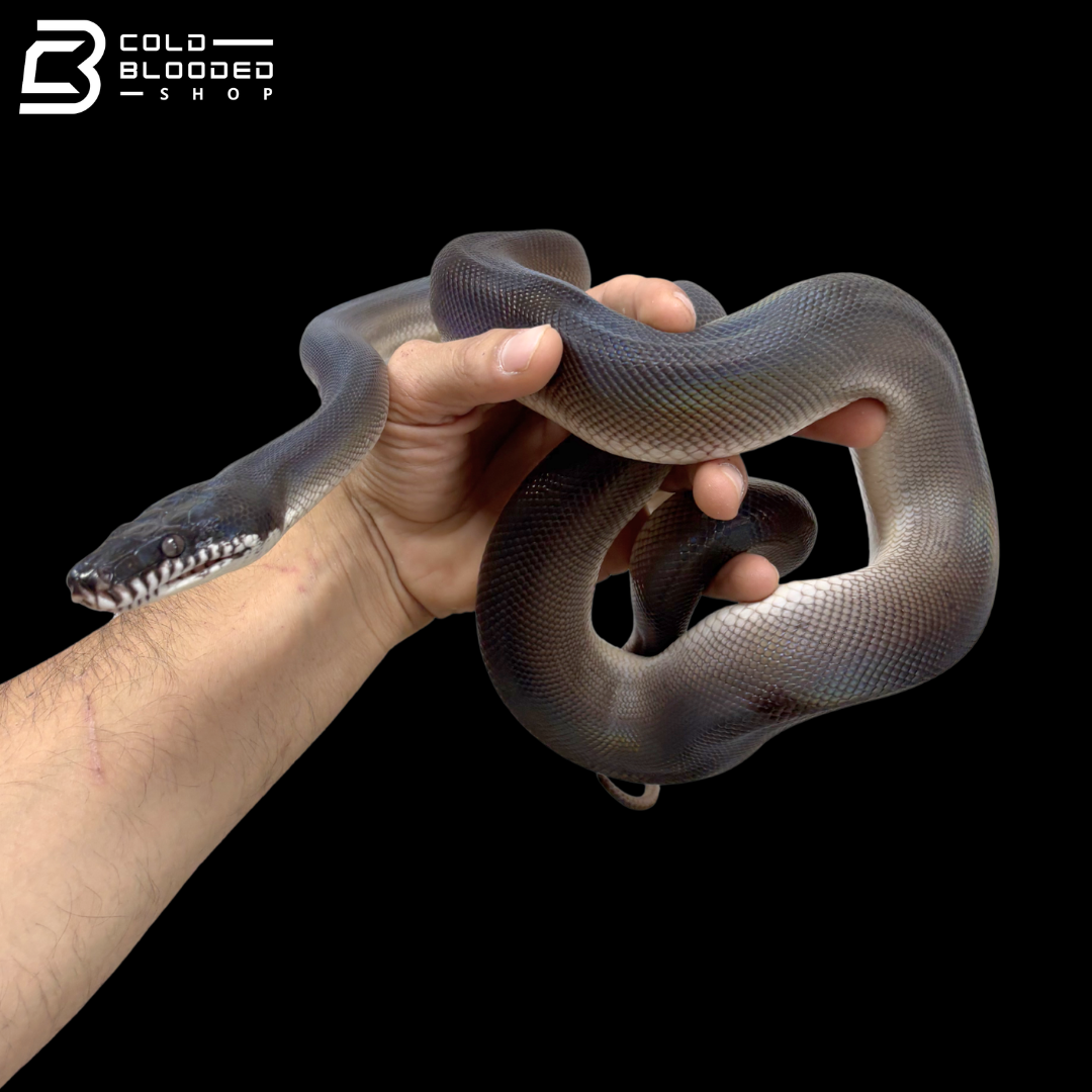 Southern White Lipped Pythons - Bothrochilus meridionalis