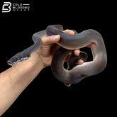 Southern White Lipped Pythons - Bothrochilus meridionalis