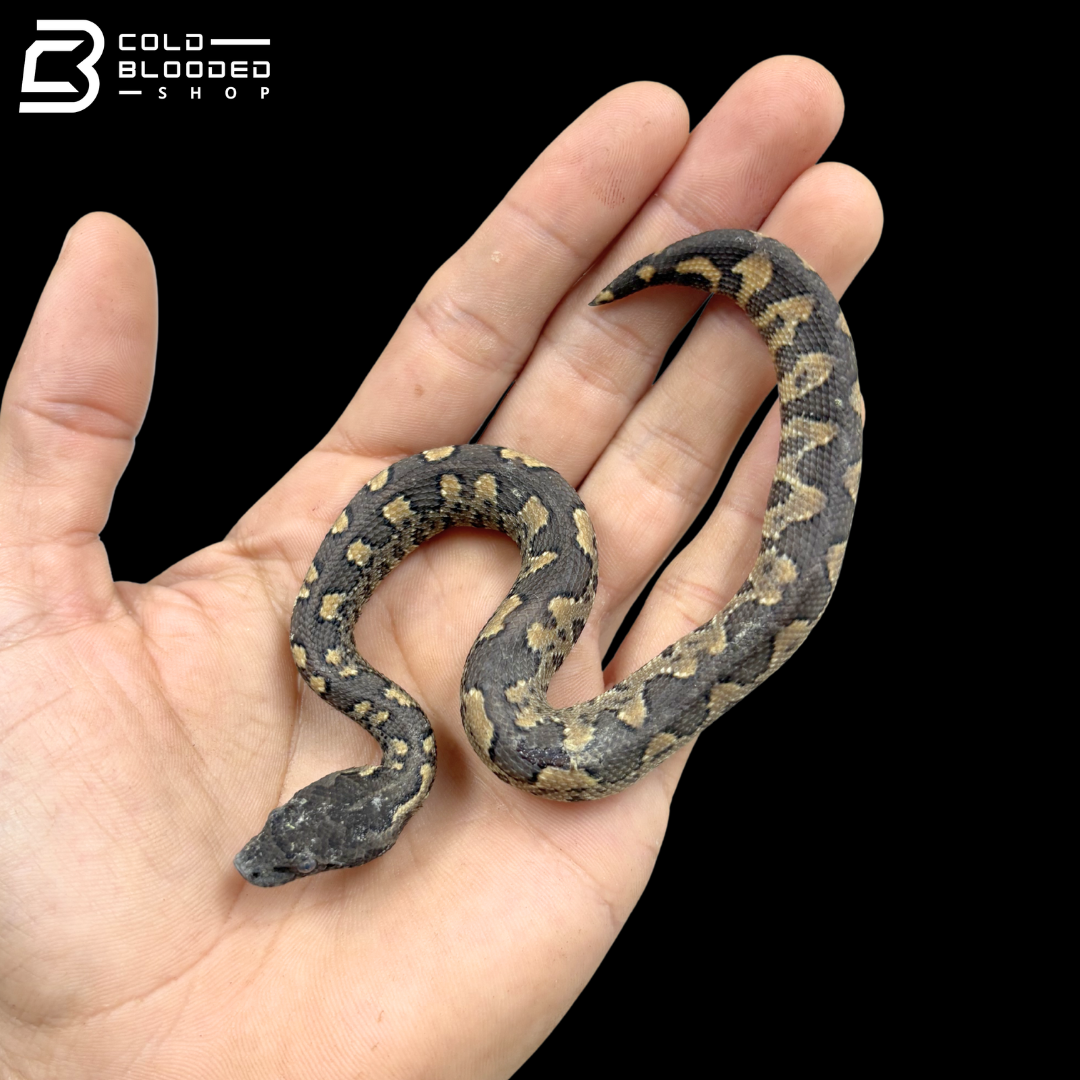 Baby Viper Boas - Candoia Aspera