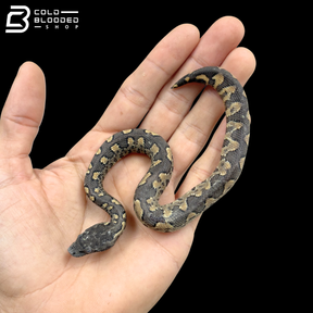 Baby Viper Boas - Candoia Aspera
