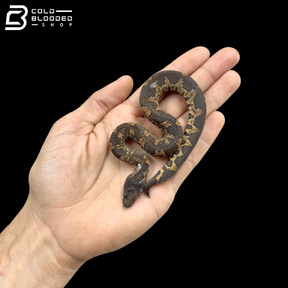 Baby Viper Boas - Candoia Aspera