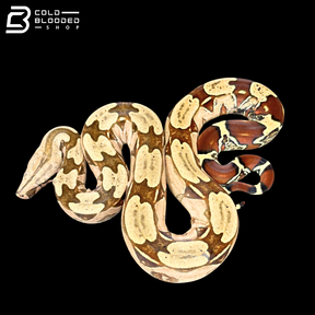 Female Suriname Boa Constrictor - Boa constrictor constrictor