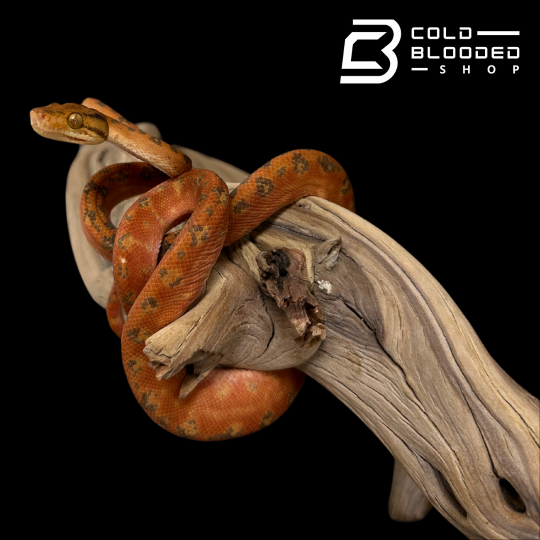 CBB Zoo Stock orange/red patterned Amazon Tree Boa - Corallus hortulanus