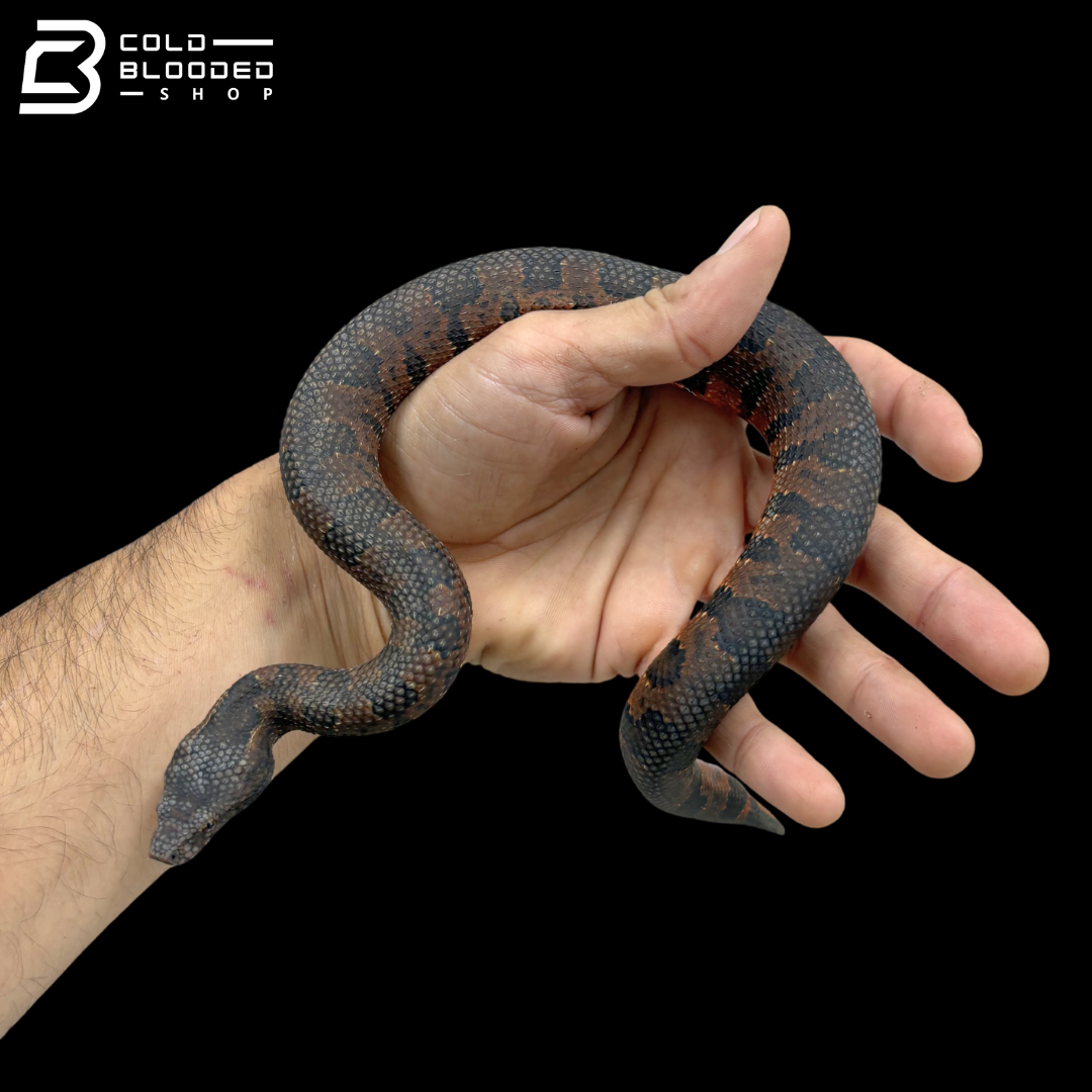 Juvenile Viper Boas - Candoia Aspera