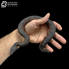 Juvenile Viper Boas - Candoia Aspera
