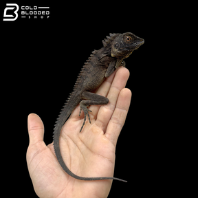 Crowned Forest Dragon - Lophosaurus Dilophus