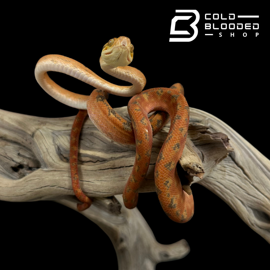 CBB Zoo Stock orange/red patterned Amazon Tree Boa - Corallus hortulanus