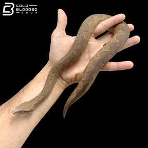 Juvenile Viper Boas - Candoia Aspera