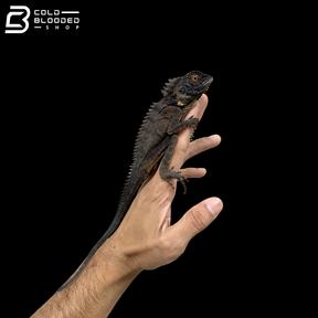 Crowned Forest Dragon - Lophosaurus Dilophus