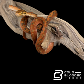CBB Zoo Stock orange/red patterned Amazon Tree Boa - Corallus hortulanus