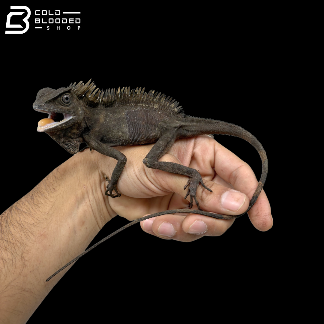 Borneo Angle Headed Lizard - Gonocephalus Borneensis