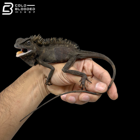 Borneo Angle Headed Lizard - Gonocephalus Borneensis