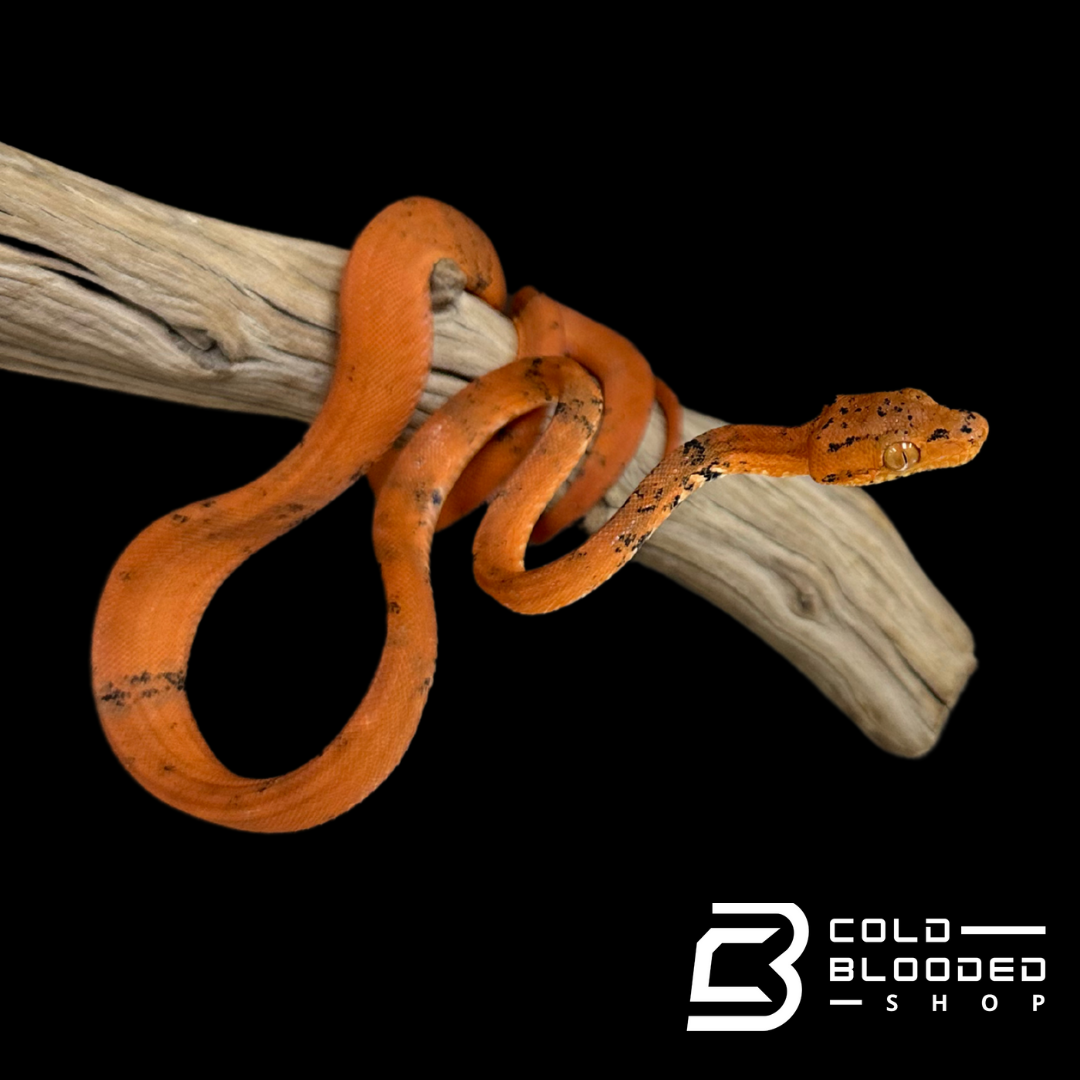 Orange paradox Amazon Tree Boa - Corallus hortulanus