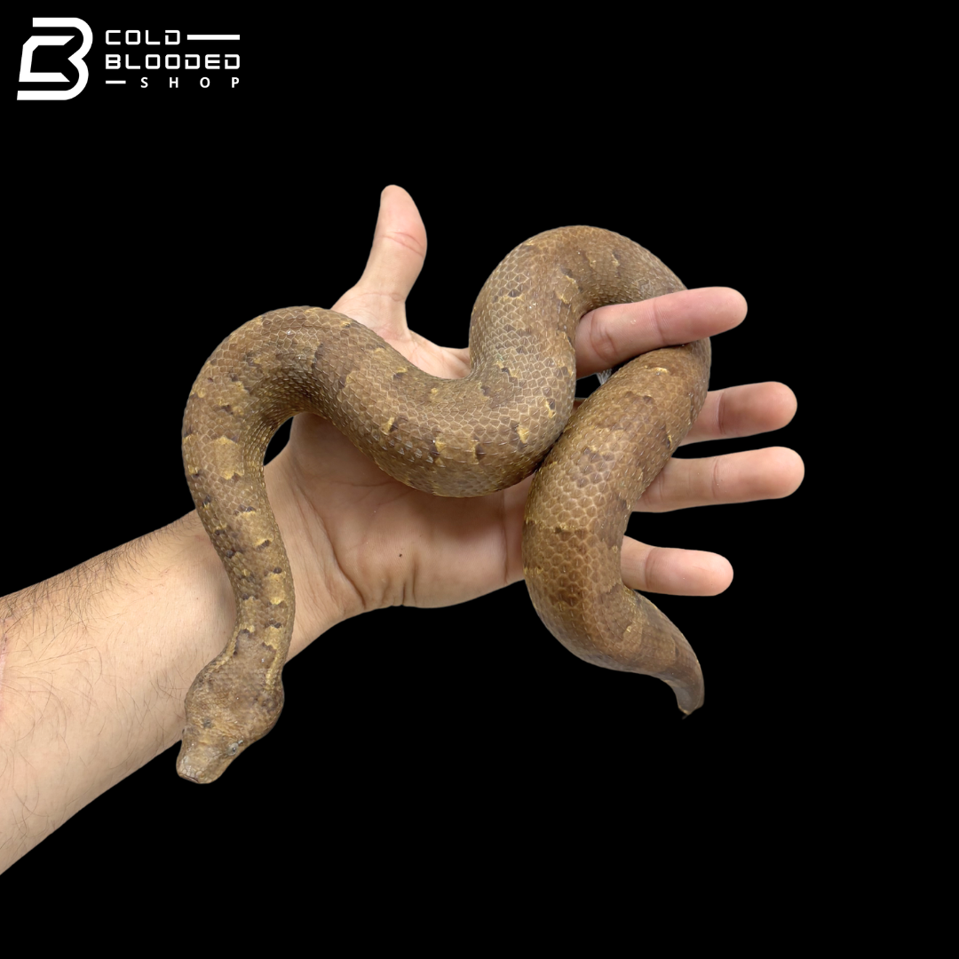 Adult Viper Boas - Candoia Aspera