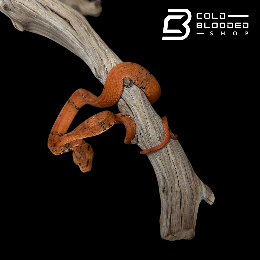 Orange paradox Amazon Tree Boa - Corallus hortulanus