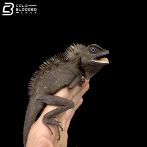 Borneo Angle Headed Lizard - Gonocephalus Borneensis