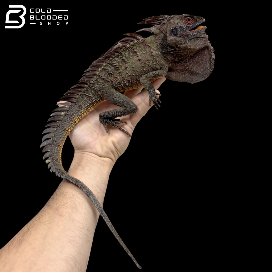 Red Crowned Forest Dragon - Lophosaurus Dilophus