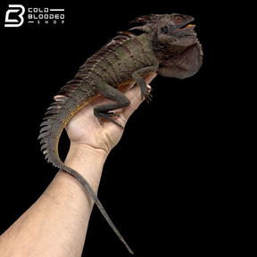 Red Crowned Forest Dragon - Lophosaurus Dilophus