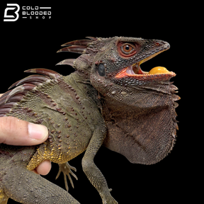 Red Crowned Forest Dragon - Lophosaurus Dilophus