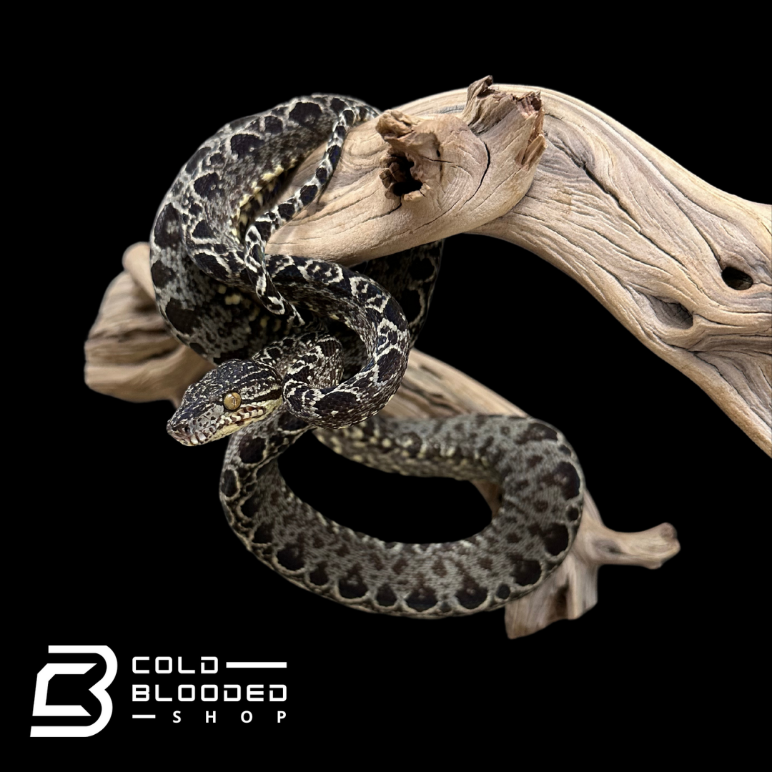 Amazon Tree Boas - Corallus hortulanus