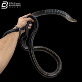 Adult Male Keeled Rat Snake - Ptyas Carinata