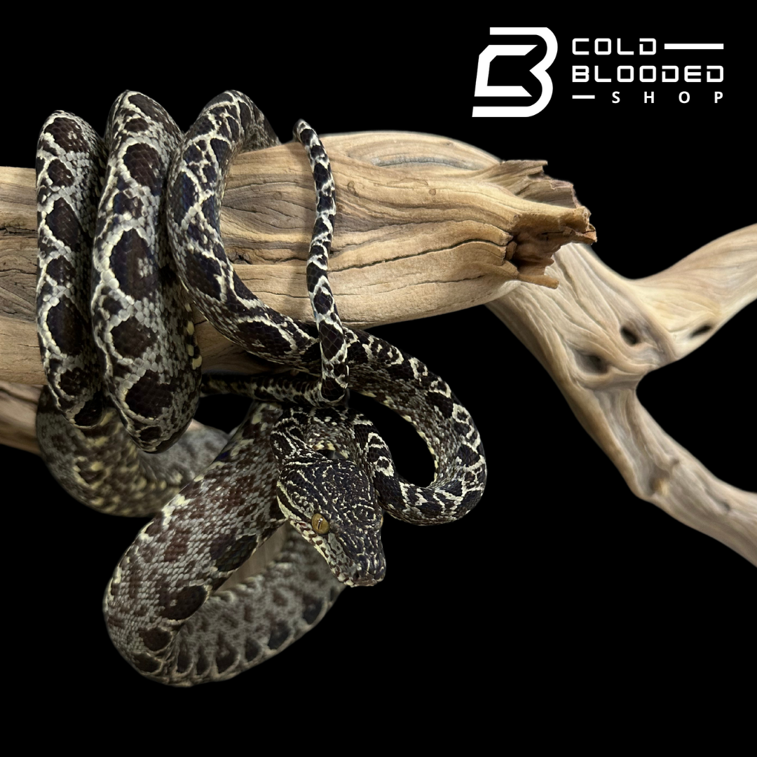Amazon Tree Boa - Corallus hortulanus
