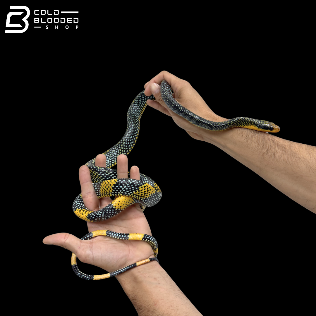 Female Royal Tree Snakes - Gonyosoma margaritatum