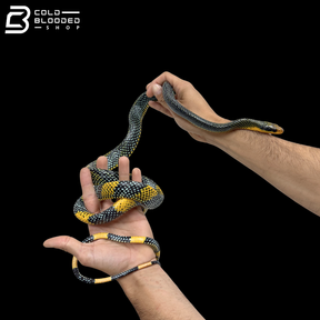 Female Royal Tree Snakes - Gonyosoma margaritatum