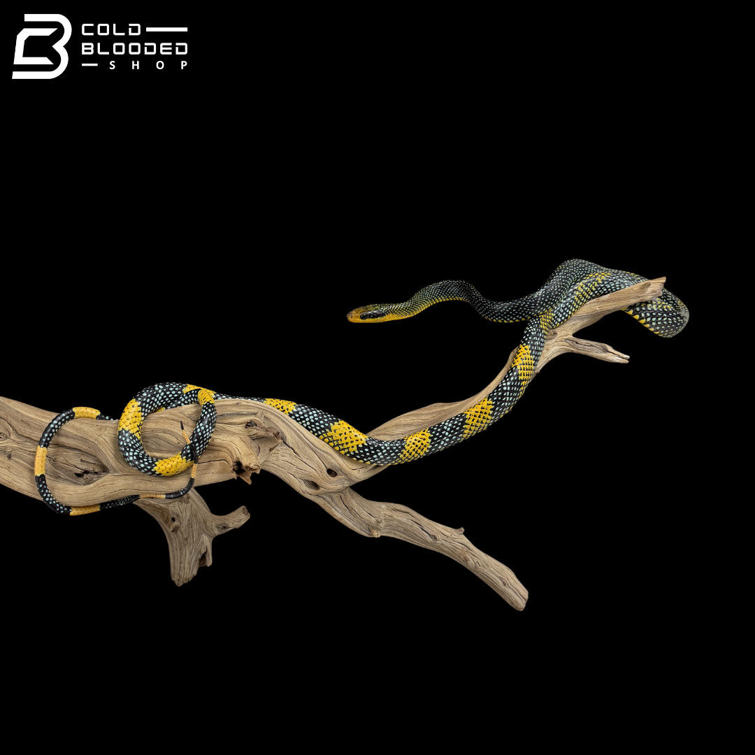 Female Royal Tree Snakes - Gonyosoma margaritatum