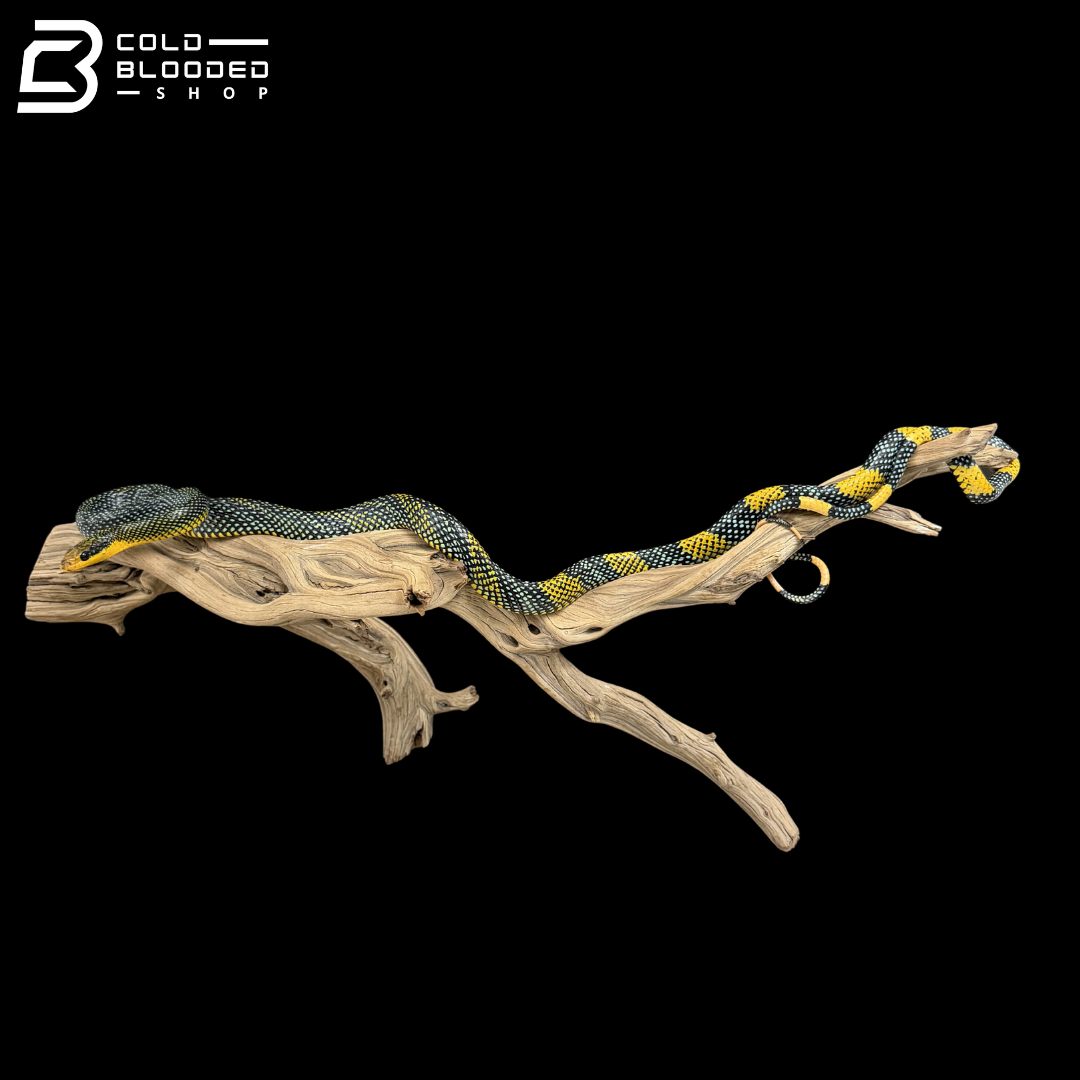 Female Royal Tree Snakes - Gonyosoma margaritatum