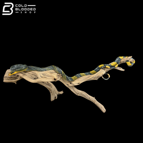 Female Royal Tree Snakes - Gonyosoma margaritatum