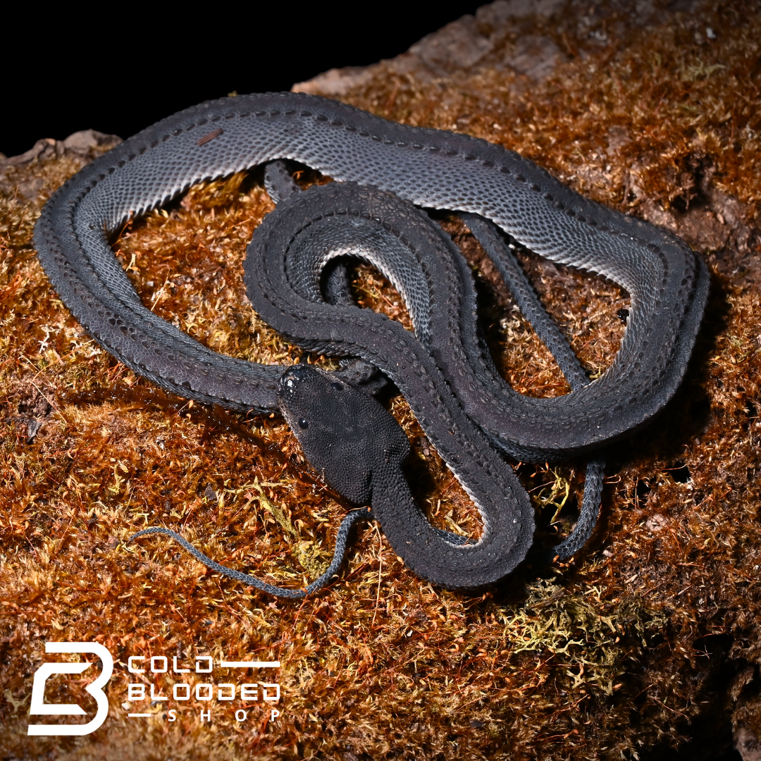 Juvenile Dragon Snakes - Xenodermus javanicus