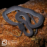 Serpiente dragón juvenil