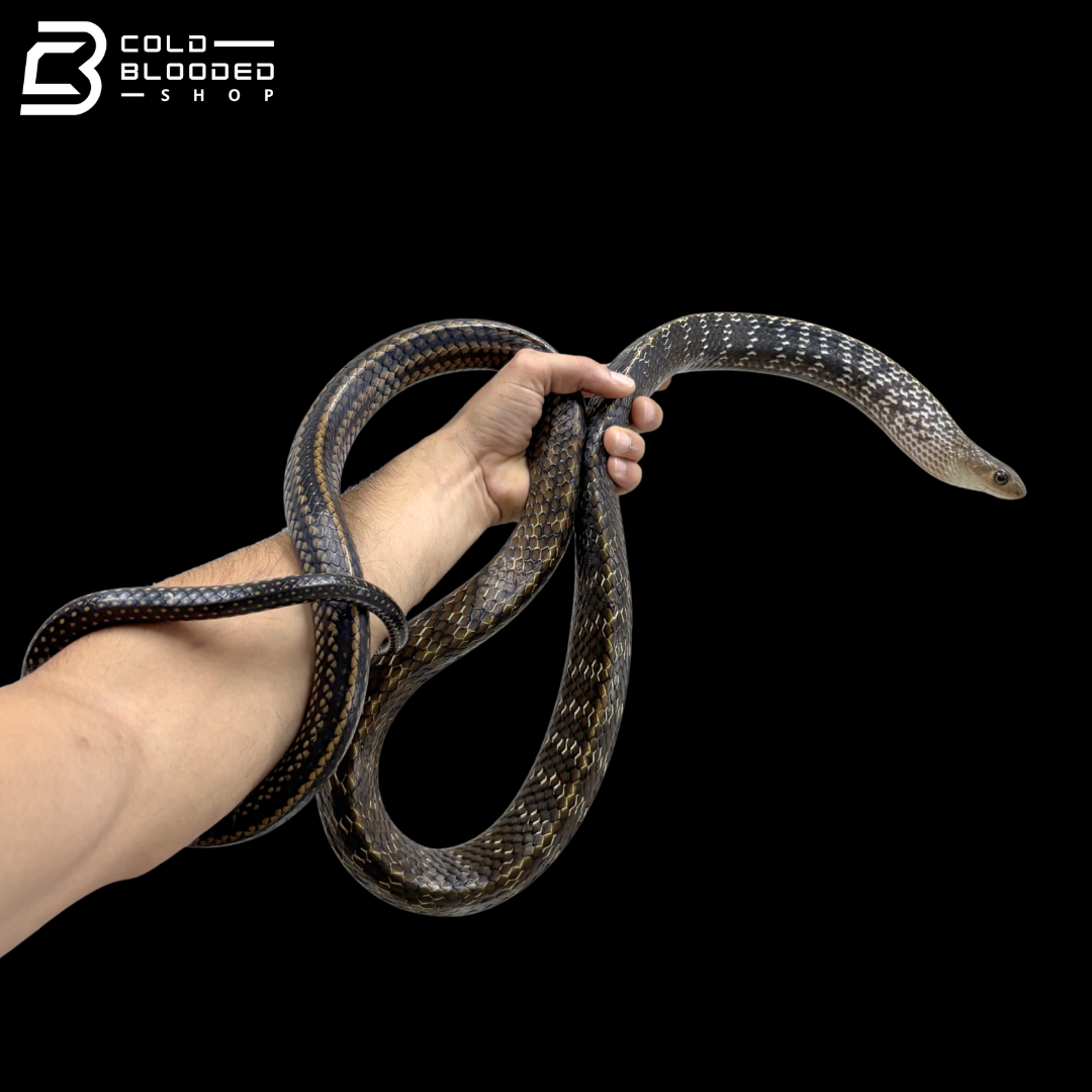 Adult Male Keeled Rat Snake - Ptyas Carinata