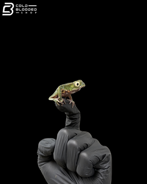White lined monkey frog - Phyllomedusa vaillantii