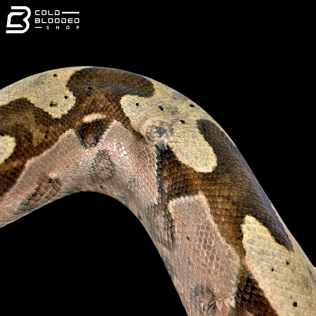 Female Suriname Boa Constrictor - Boa constrictor constrictor