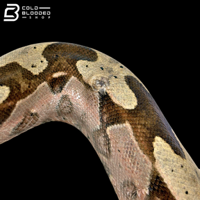 Female Suriname Boa Constrictor - Boa constrictor constrictor