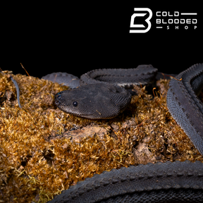 Juvenile Dragon Snakes - Xenodermus javanicus