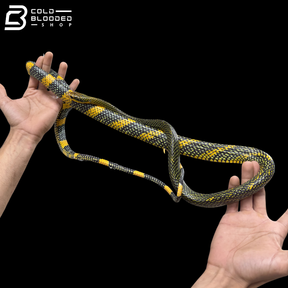 Female Royal Tree Snakes - Gonyosoma margaritatum