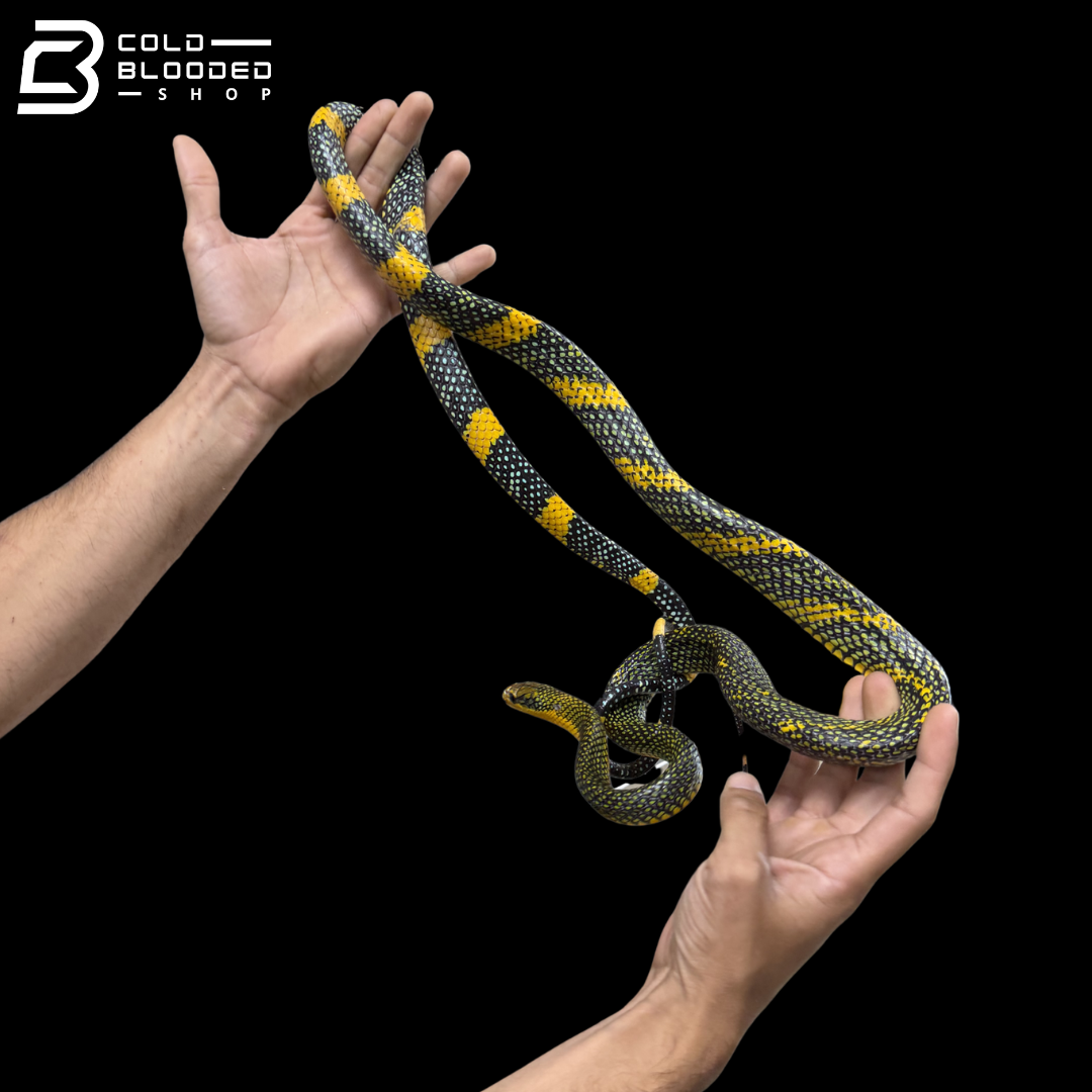 Female Royal Tree Snakes - Gonyosoma margaritatum