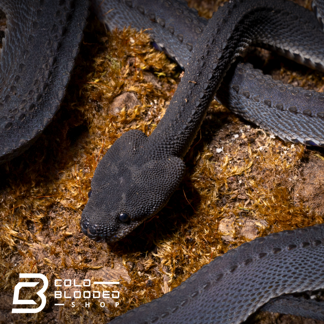 Juvenile Dragon Snakes - Xenodermus javanicus