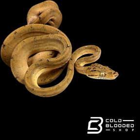 Amazon Tree Boas - Corallus hortulanus