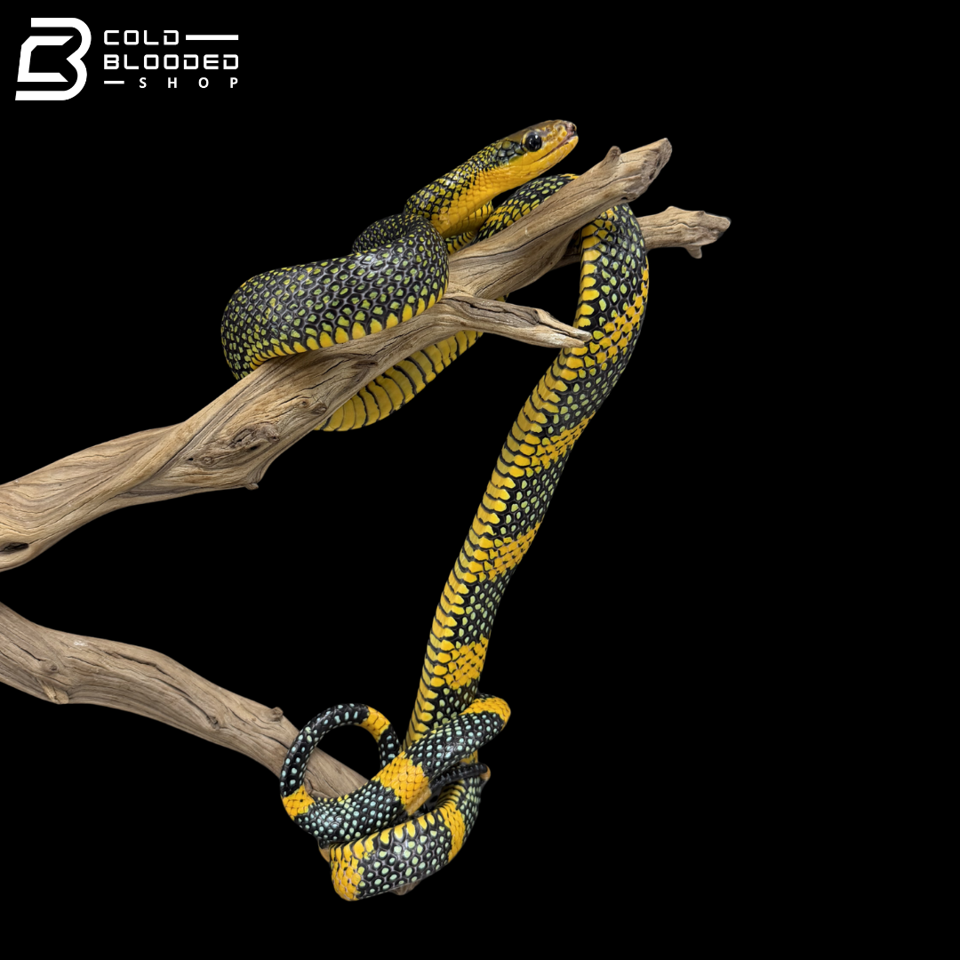 Female Royal Tree Snakes - Gonyosoma margaritatum
