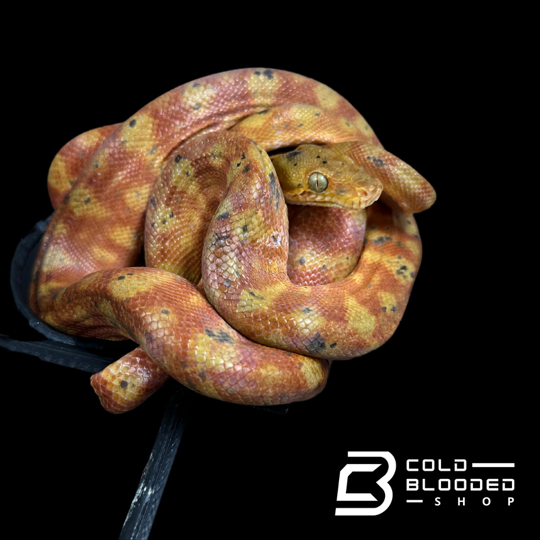 Amazon Tree Boas - Corallus hortulanus