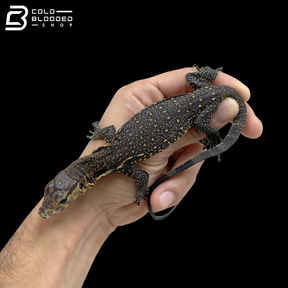 Celebensis Water Monitor - Varanus Salvator