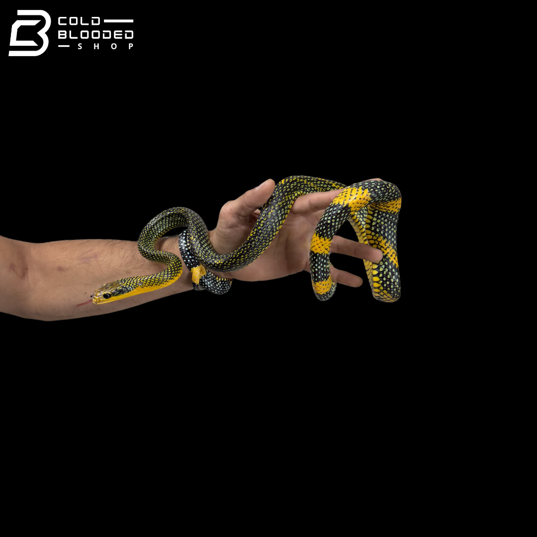 Female Royal Tree Snakes - Gonyosoma margaritatum
