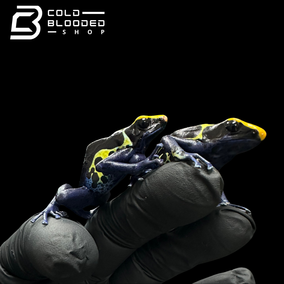 Dyeing poison dart frog - Dendrobates tinctorius