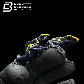 Dyeing poison dart frog - Dendrobates tinctorius