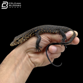 Celebensis Water Monitor - Varanus Salvator
